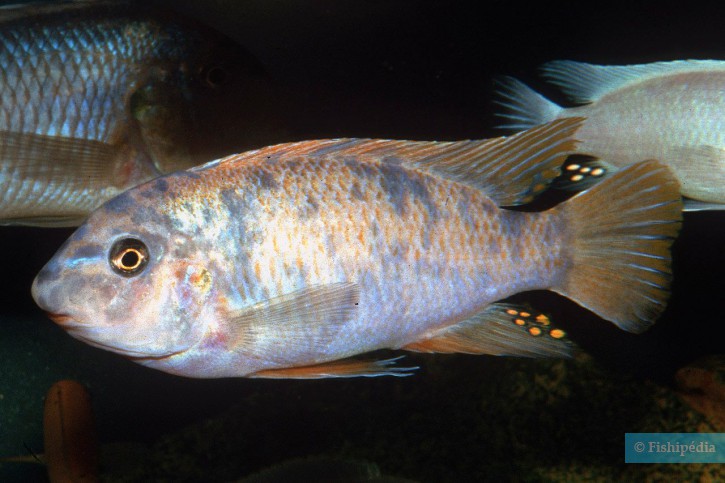 Labeotropheus fuelleborni - Labeotropheus fuelleborni