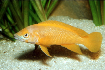 cichlidé citron Cichlidae