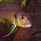 picture of Greenwoodochromis abeelei