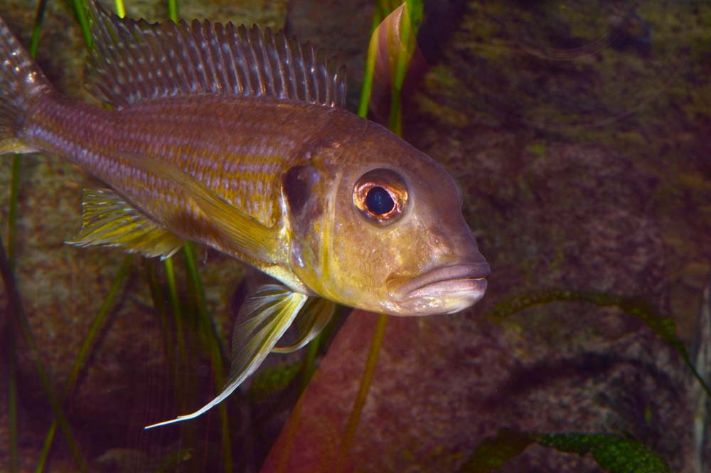 Greenwoodochromis abeelei
