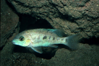 Petit bleu Cichlidae