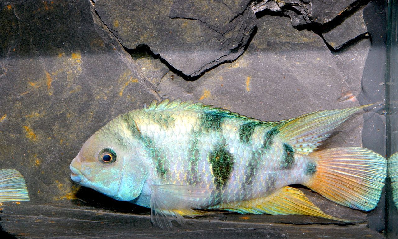 Amatitlania sp. Honduran
