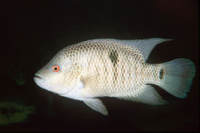 Beani Cichlidae