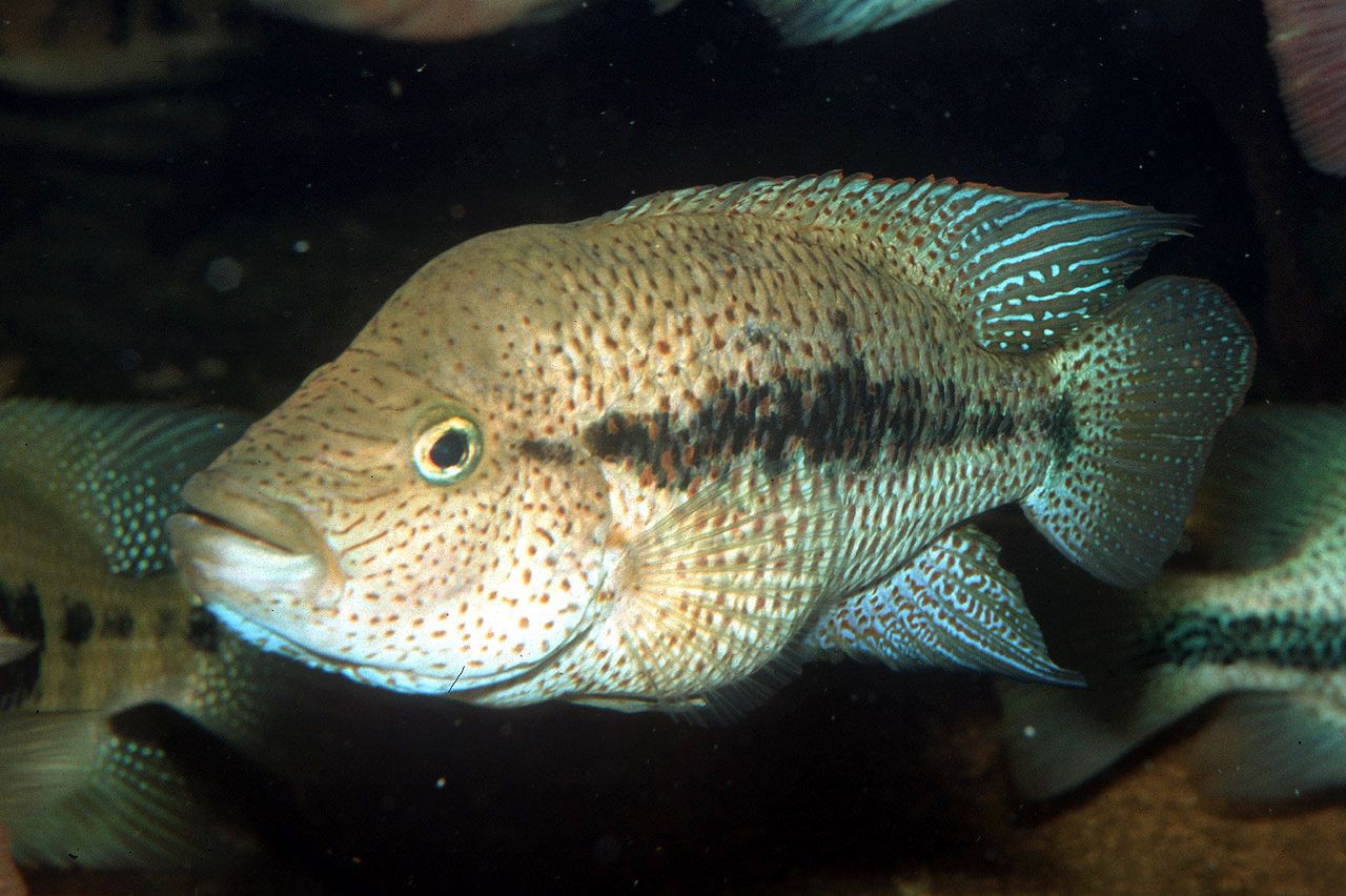 Chiapaheros grammodes