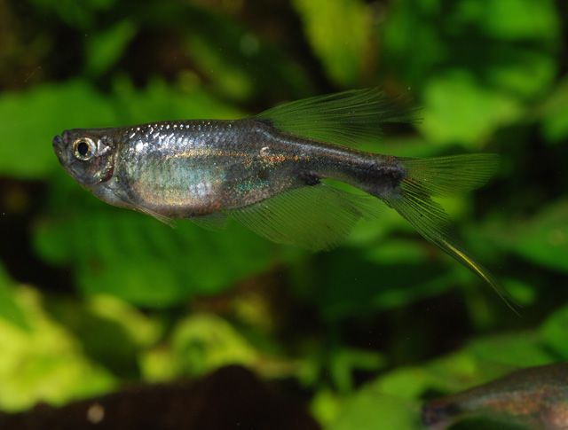 Corynopoma riisei