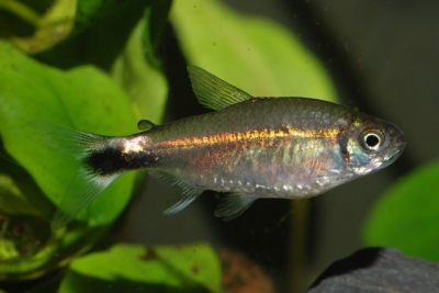 tétra Costello Characidae