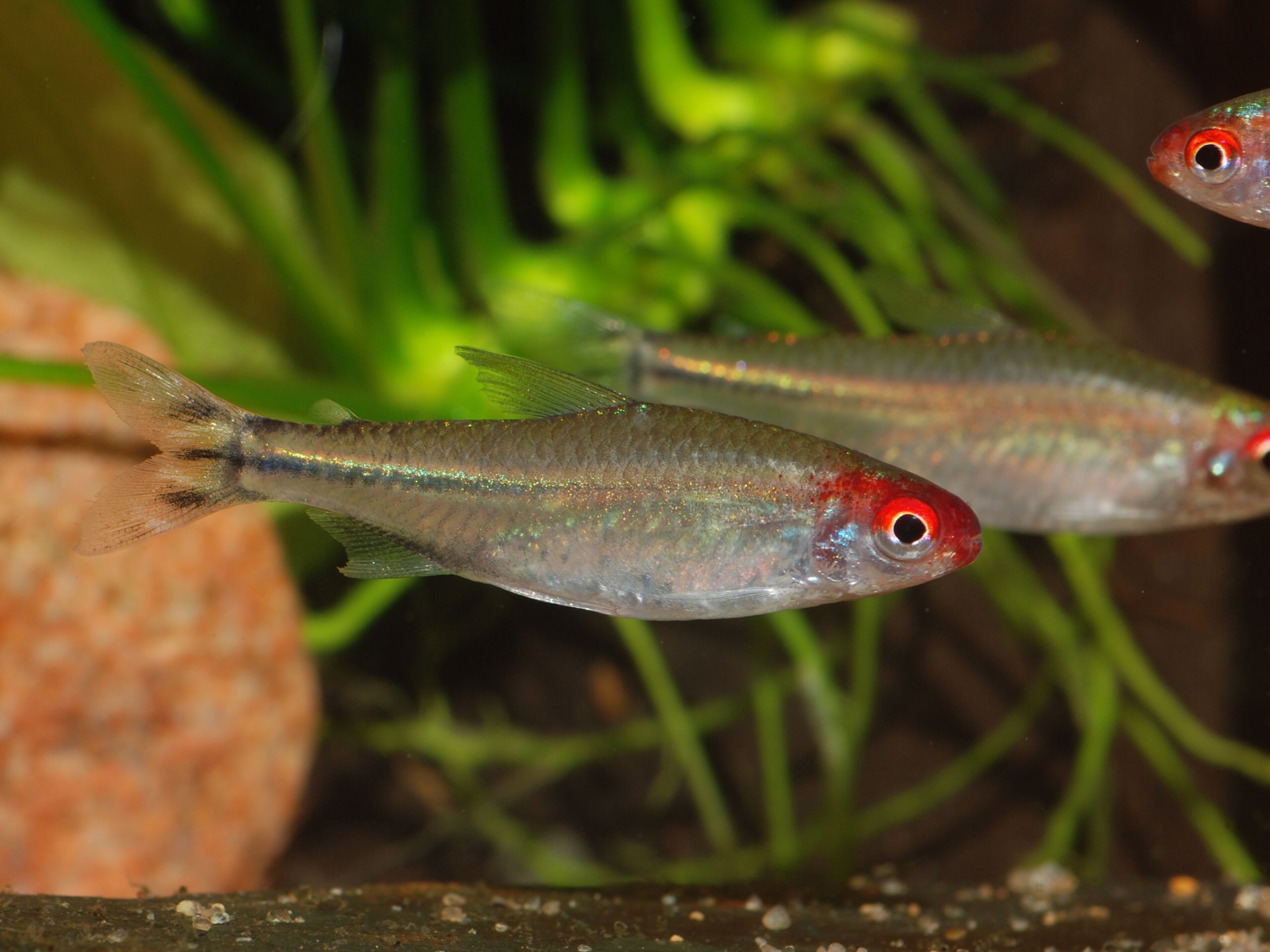 Hemigrammus rhodostomus
