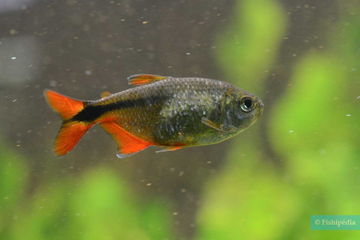 Hyphessobrycon anisitsi - tétra de Buenos-Aires