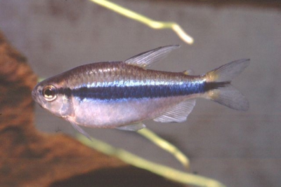 tétra lapis-lazuli Characidae