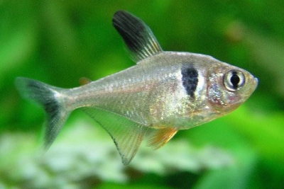 tétra fantôme noir Characidae