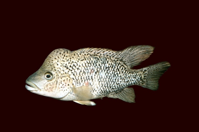 Hatiensis Cichlidae