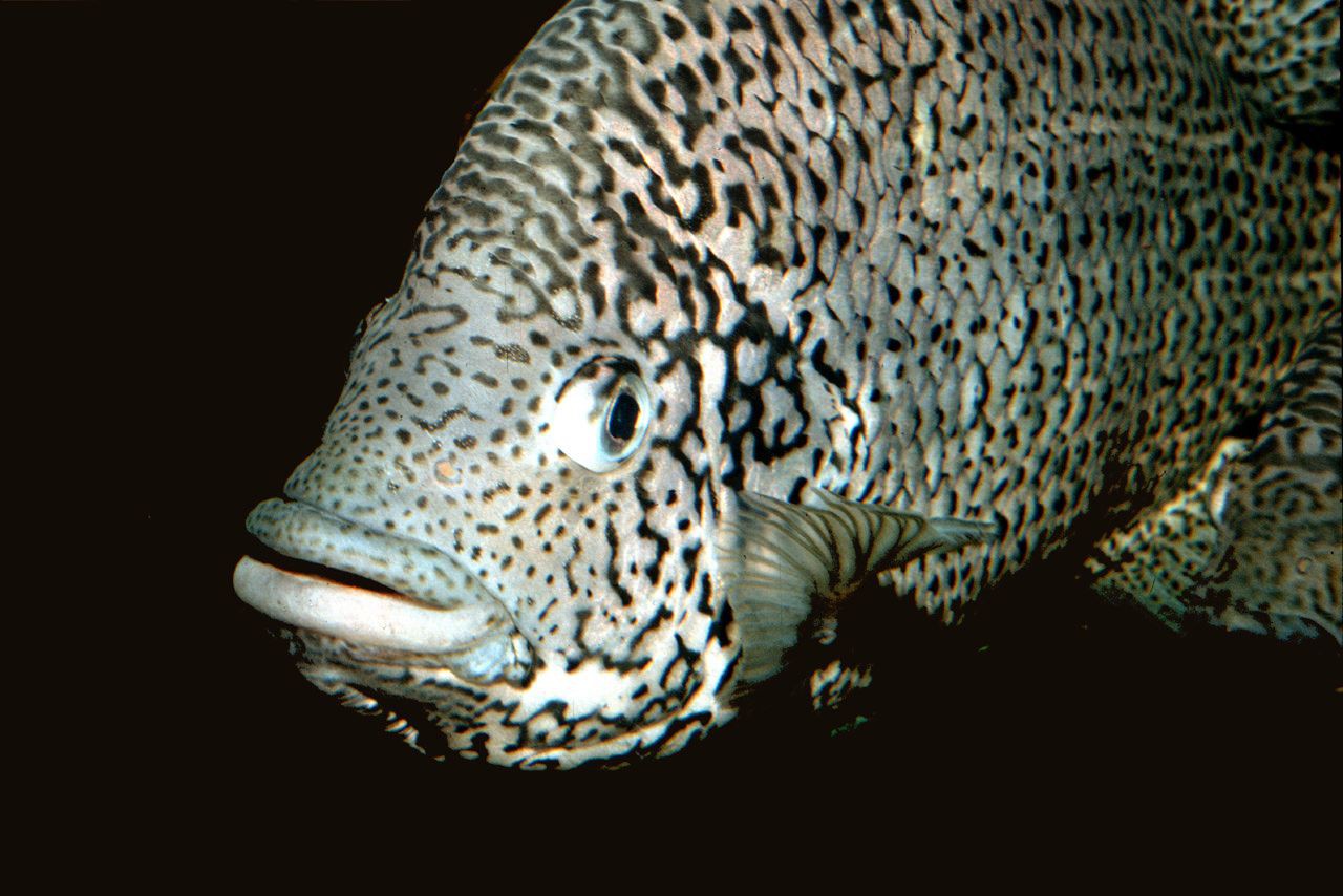 Nandopsis tetracanthus