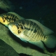 picture of Parachromis friedrichsthalii