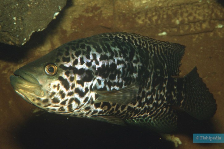 Parachromis managuensis - Cichlidé du managua