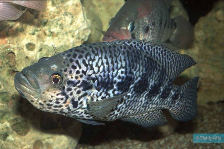 Parachromis managuensis - Cichlidé du managua