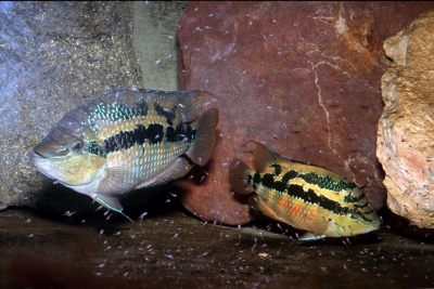 Salvini Cichlidae