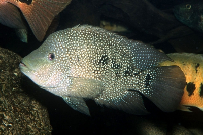 cichlidé du Texas Cichlidae