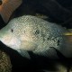 picture of Herichthys cyanoguttatus