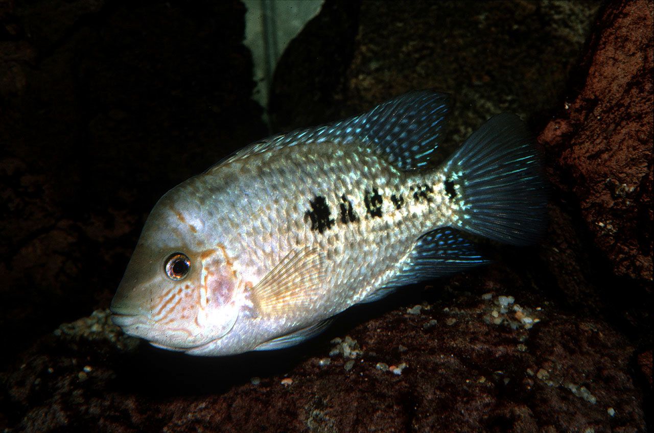 Herichthys deppii