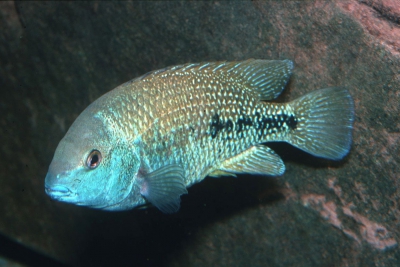 Nosferatu labridens Cichlidae