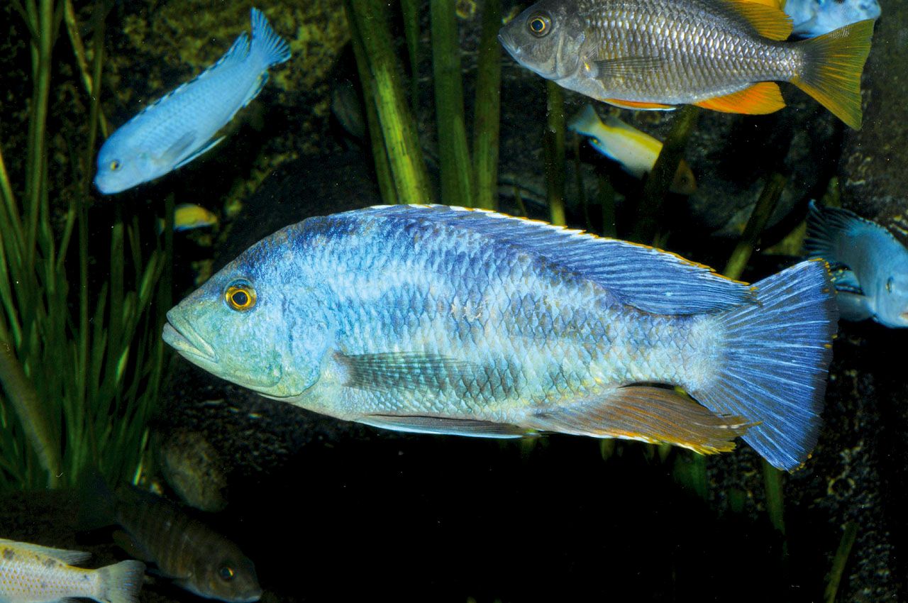 Nimbochromis livingstonii