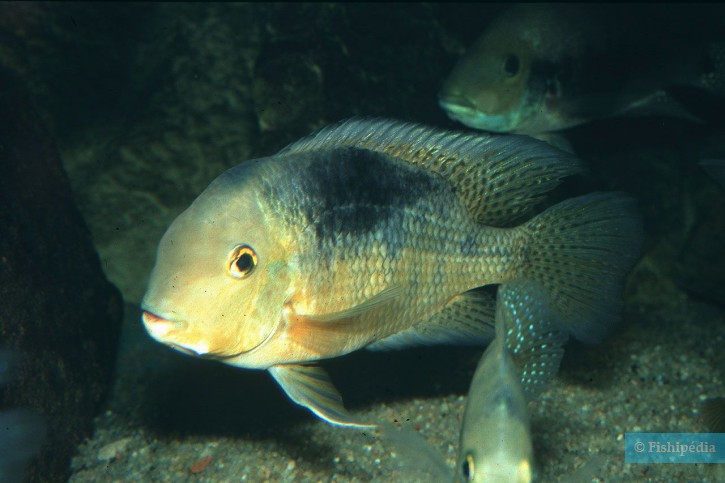 Hypsophrys nicaraguensis - nicaraguense