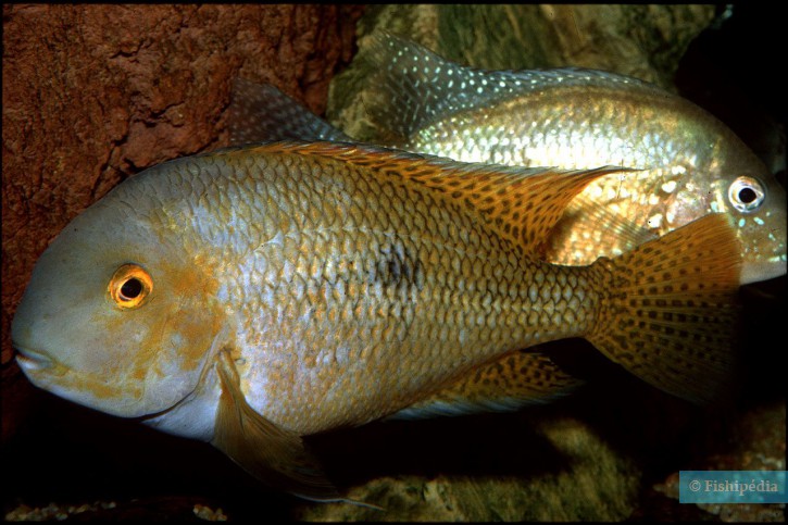 Hypsophrys nicaraguensis - nicaraguense