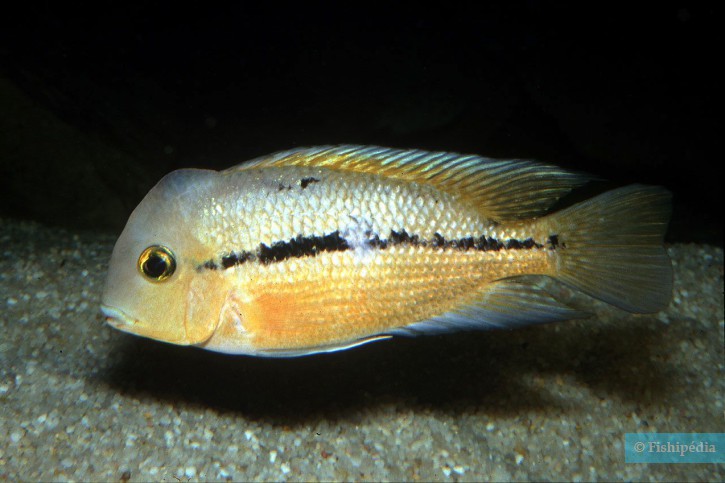 Hypsophrys nicaraguensis - nicaraguense