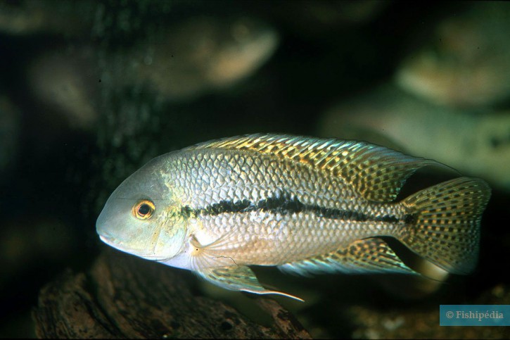 Hypsophrys nicaraguensis - nicaraguense