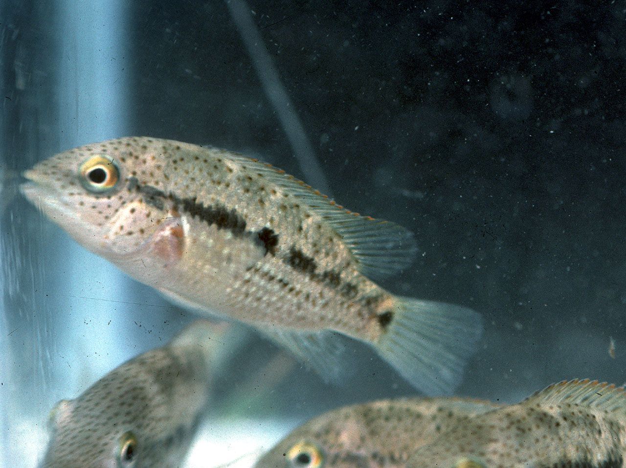 Nosferatu pantostictus