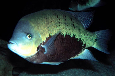pearsei Cichlidae