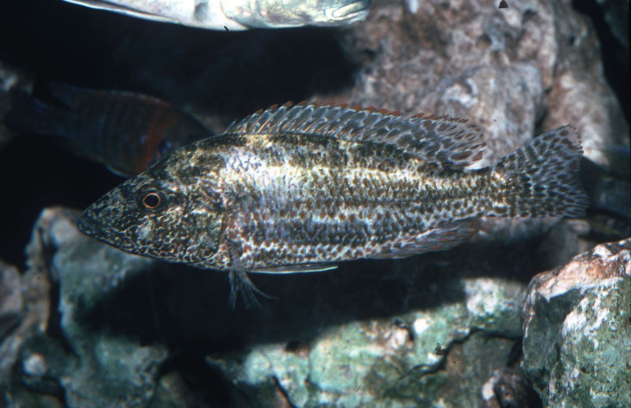 Nimbochromis polystigma
