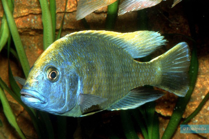 Nimbochromis venustus - Venustus