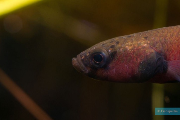 Betta channoides
