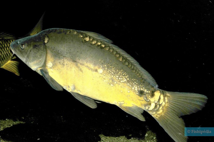 Cyprinus carpio - carpe commune