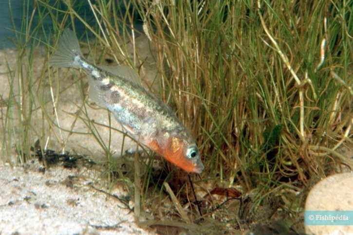 Gasterosteus aculeatus - Epinoche