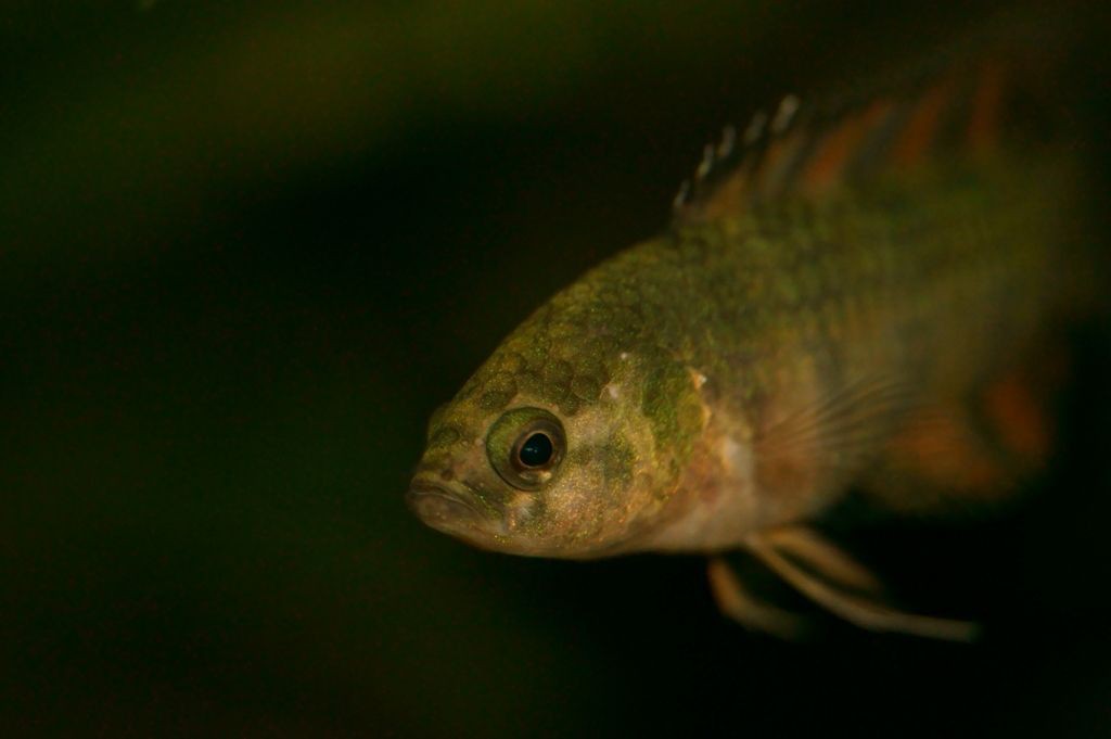 Microctenopoma ansorgii