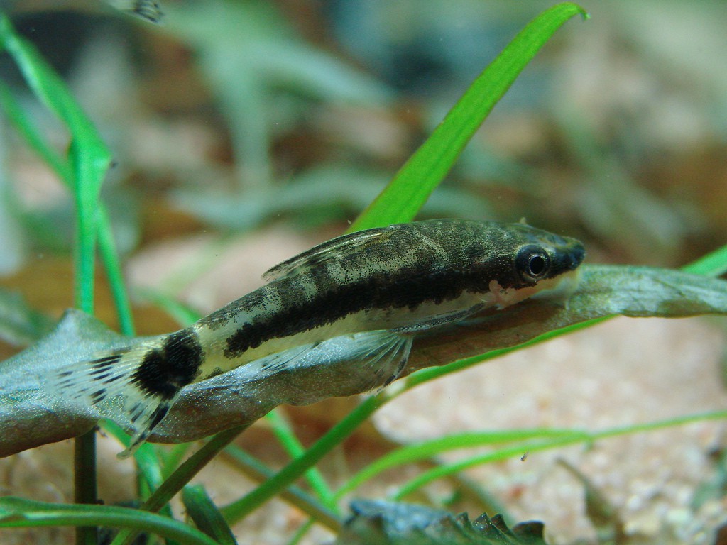 Otocinclus macrospilus