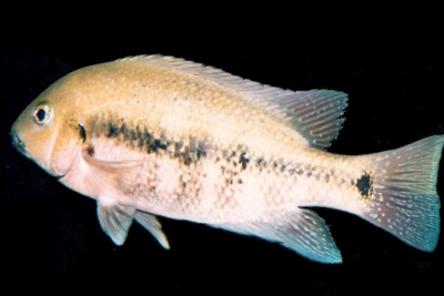 Paraneetroplus nebulifer Cichlidae