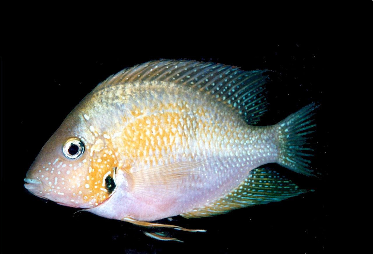 Thorichthys helleri