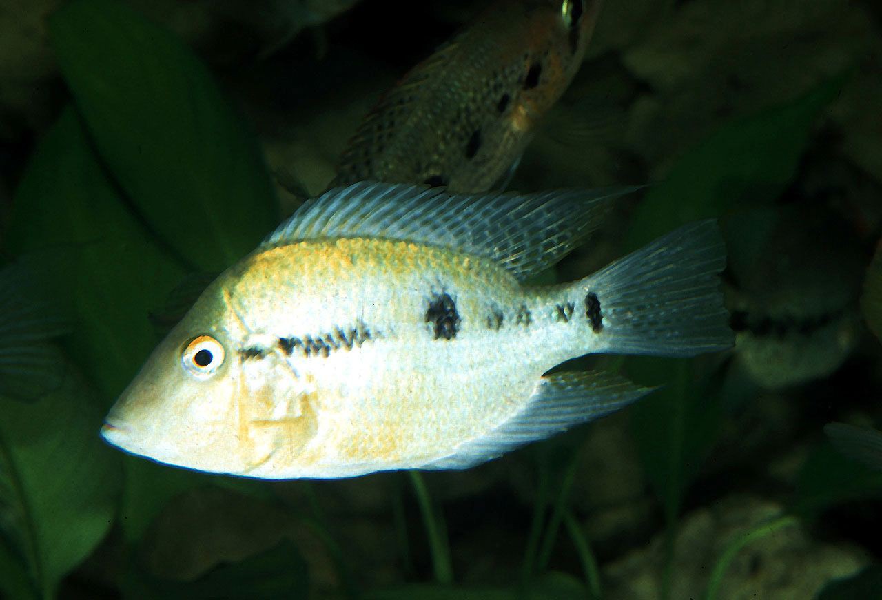 Thorichthys pasionis