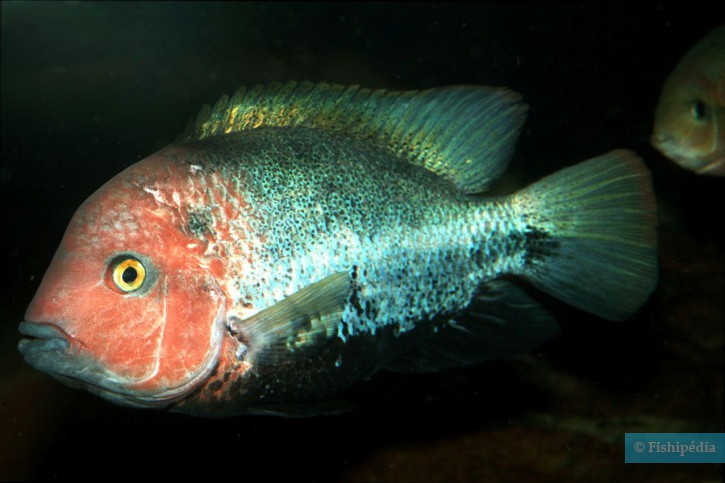 Vieja fenestrata