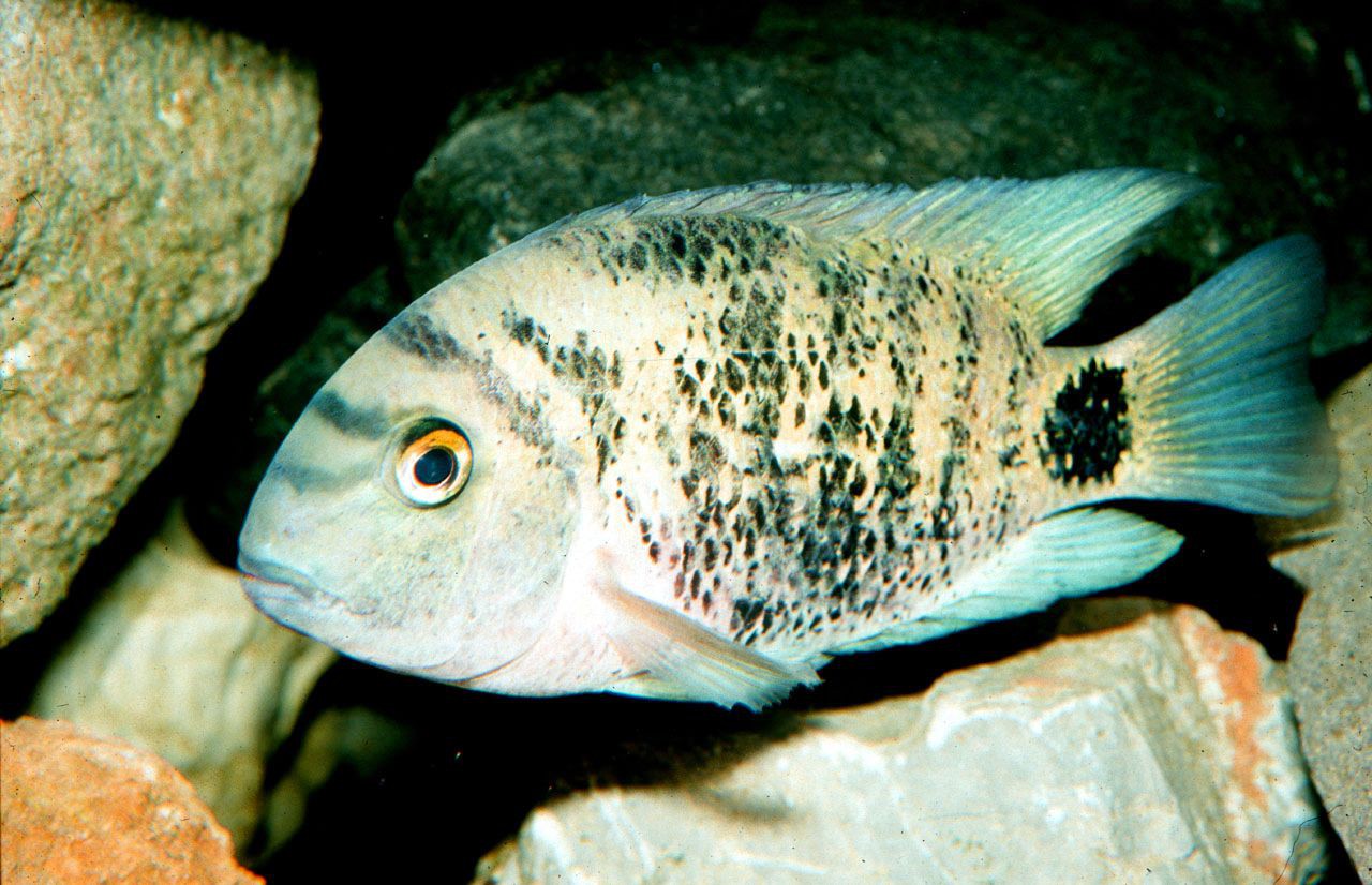 Oscura heterospila