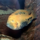 picture of Vieja melanurus