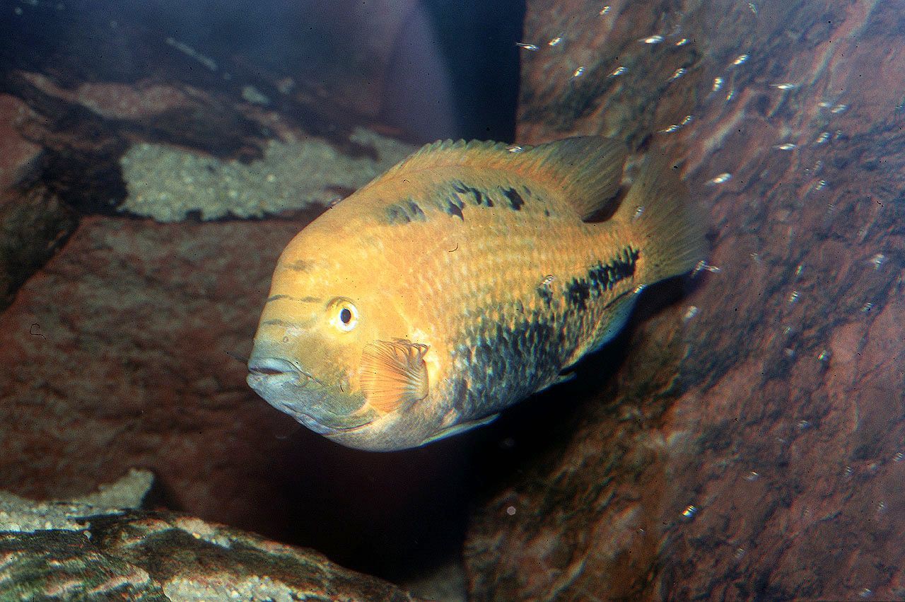 Vieja melanurus