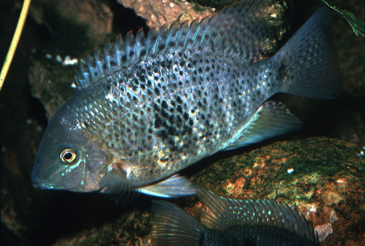 Kihnichthys ufermanni