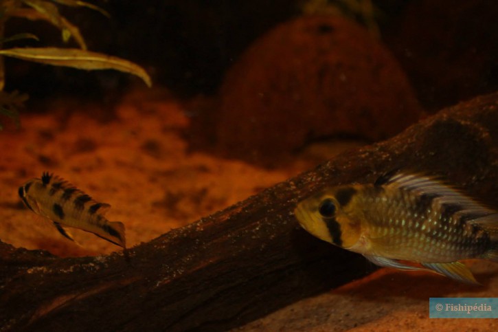 Apistogramma rositae - Apistogramma rositae