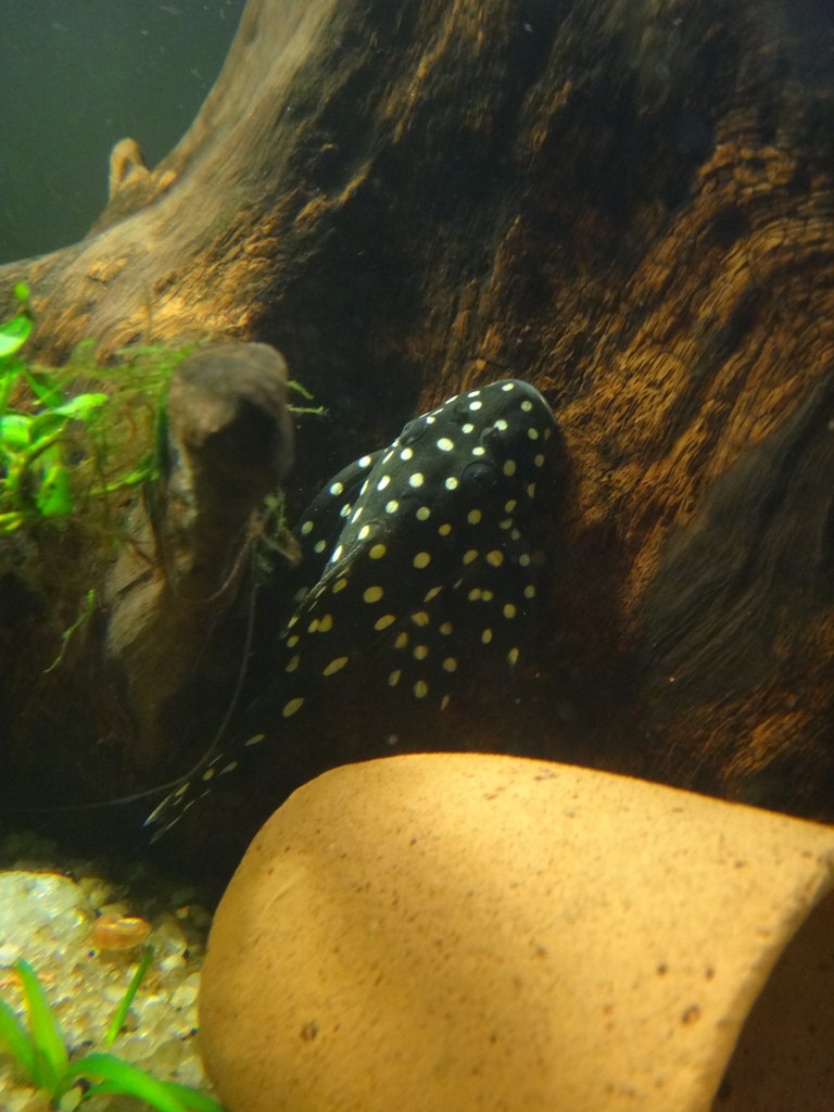 Baryancistrus niveatus