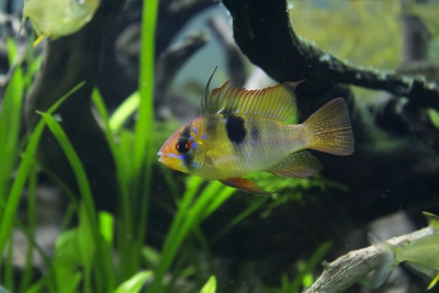 ramirezi Cichlidae