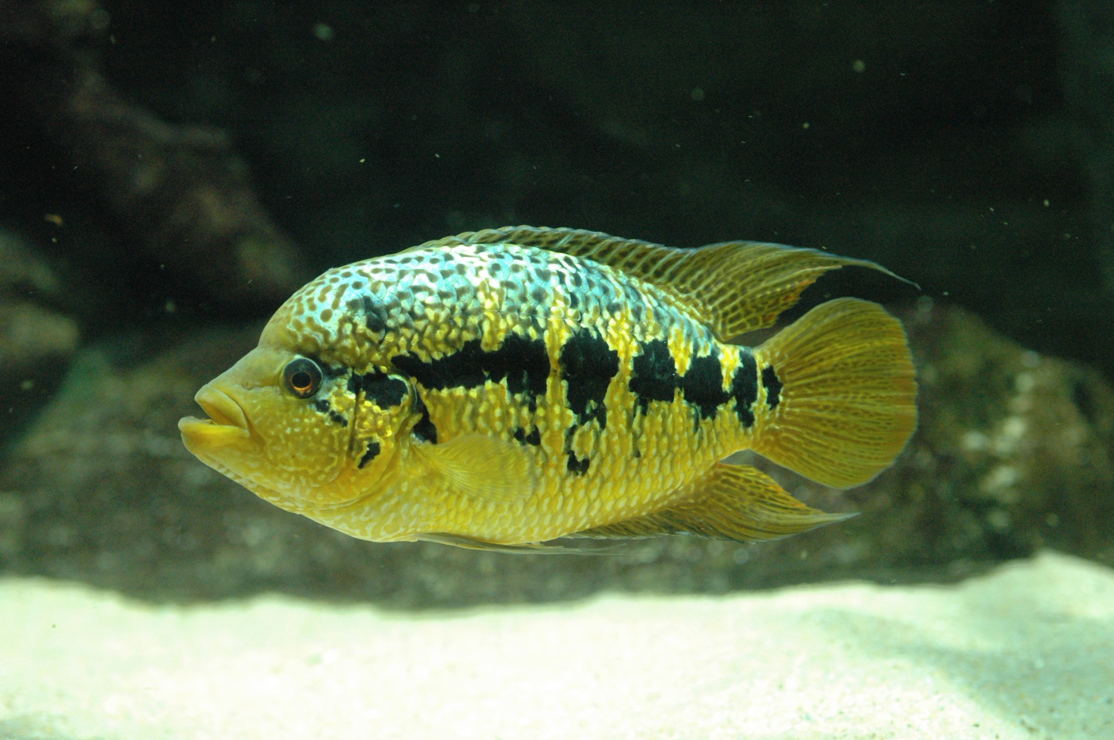 Parachromis